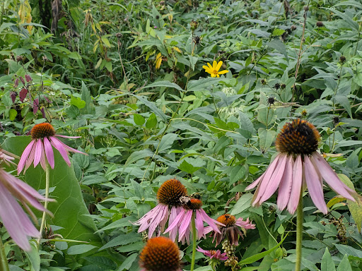 Park «Theodore Wirth Regional Park», reviews and photos, 1339 Theodore Wirth Pkwy, Golden Valley, MN 55422, USA