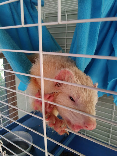 Animal Rescue Service «Nanny’s Educational Zoo And Rescue», reviews and photos, 1139 Livingston Rd, Lutz, FL 33559, USA