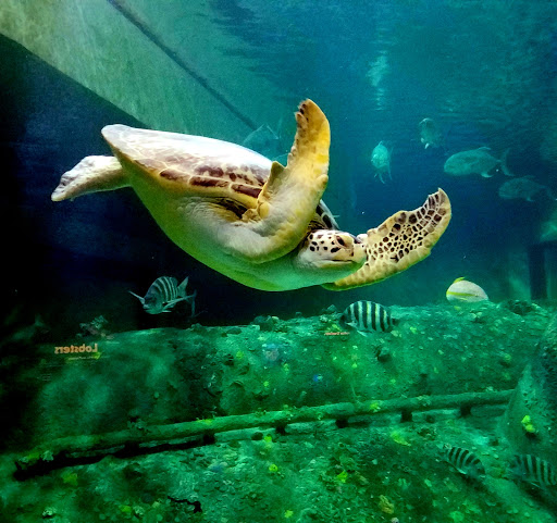 Aquarium «North Carolina Aquarium at Pine Knoll Shores», reviews and photos, 1 Roosevelt Blvd, Pine Knoll Shores, NC 28512, USA