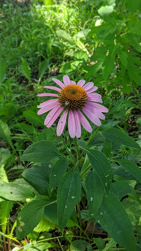 Park «Turtle Creek Parkway Park», reviews and photos, Bowen St, Dallas, TX 75219, USA