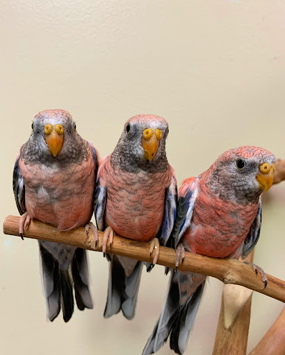 Bird Shop «Paterson Bird Store», reviews and photos, 13 Furler St # 1, Totowa, NJ 07512, USA