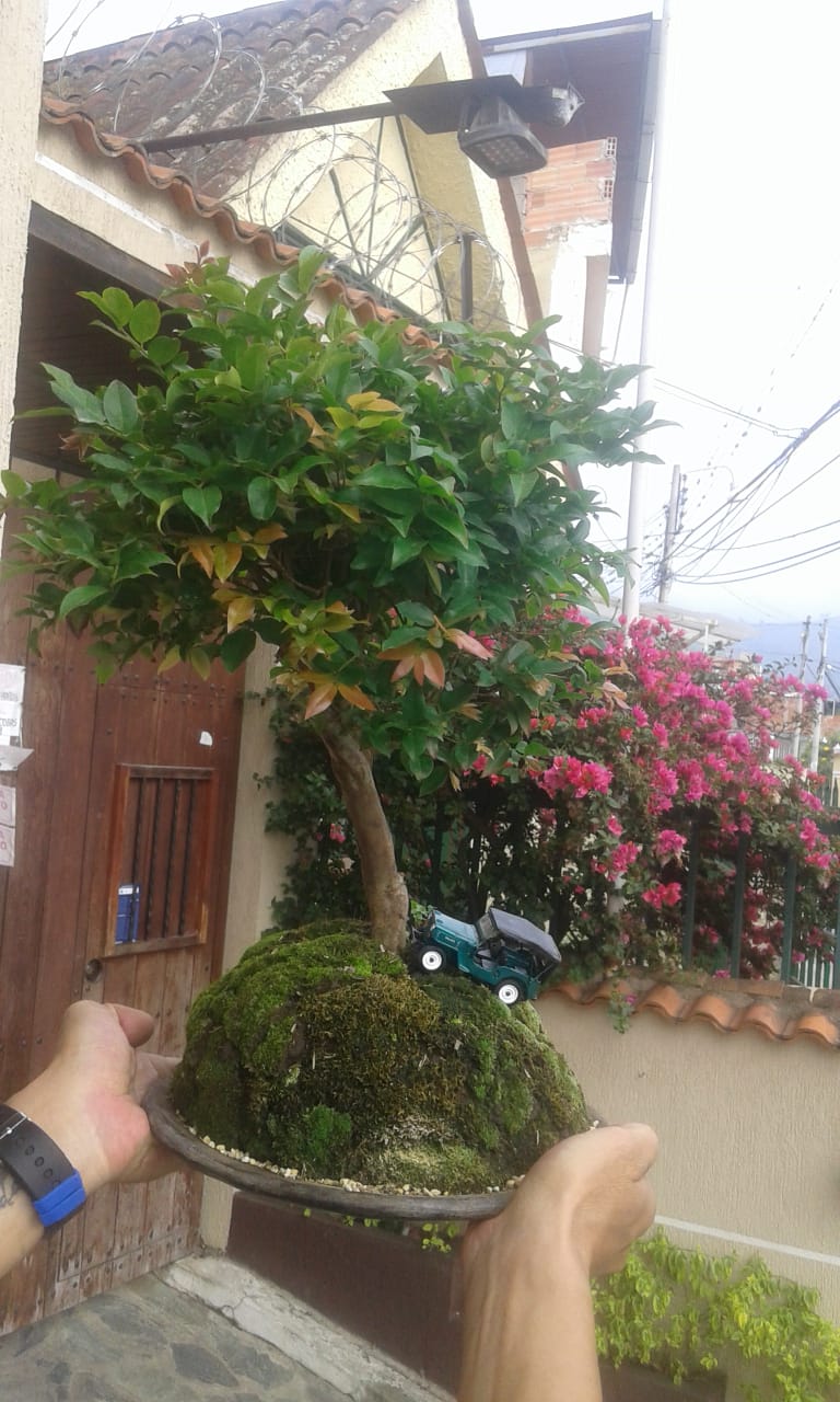 bonkei bonsai