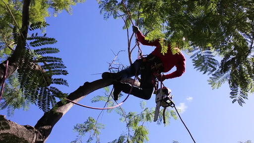 Arbor Care Tree Service