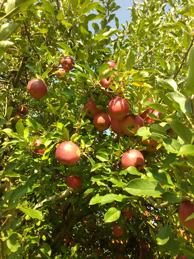 Produce Market «Brookwood Fruit Farm», reviews and photos, 7845 Bordman Rd, Almont, MI 48003, USA