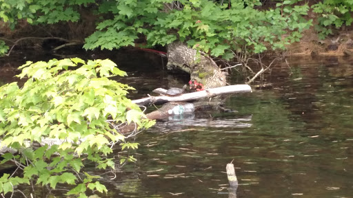 Lake «Sebago Lake», reviews and photos