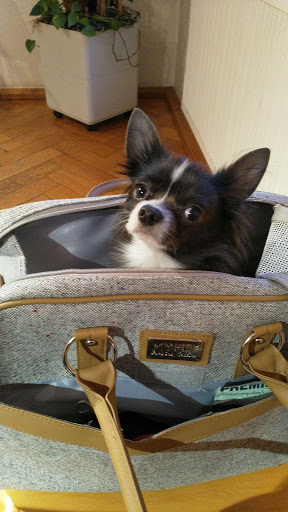 Dr.med.vet. Susanne Linckh vet unter Geislingen, Baden Württemberg