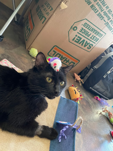 Pet Supply Store «Pet Supplies Plus», reviews and photos, 4121 Buffalo Rd, Erie, PA 16510, USA