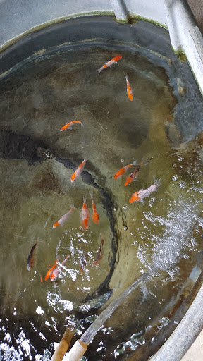 Aquarium «Tennessee Water Gardens», reviews and photos, 6410 Papermill Dr NW, Knoxville, TN 37919, USA