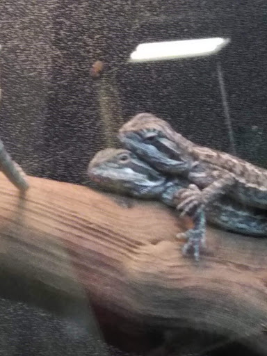 Pet Supply Store «PetSmart», reviews and photos, 60 NJ-17, Paramus, NJ 07652, USA