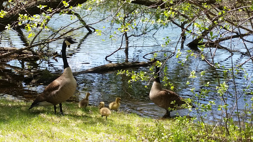 Park «Langton Lake Park», reviews and photos, 1894 County Rd C2 W, Roseville, MN 55113, USA