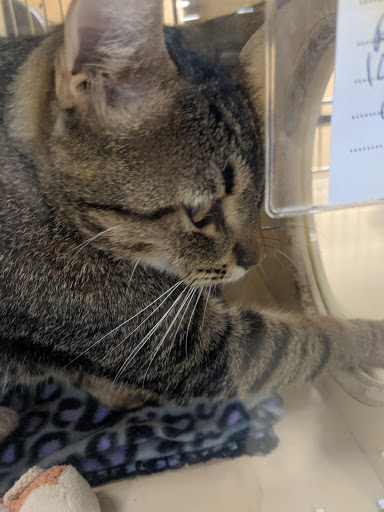 Pet Supply Store «PetSmart», reviews and photos, 1013 W University Ave, Georgetown, TX 78628, USA