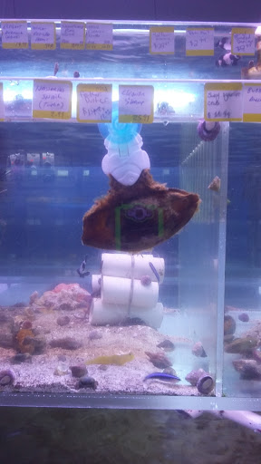 Tropical Fish Store «Coral Reef Aquariums», reviews and photos, 8416 N Armenia Ave, Tampa, FL 33604, USA