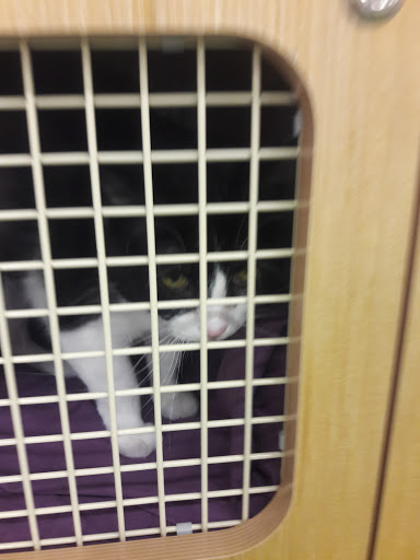 Pet Supply Store «Petco Animal Supplies», reviews and photos, 32074 Gratiot Ave, Roseville, MI 48066, USA