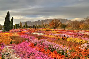 National Botanical Garden of Iran image