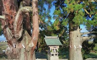 池寺の大杉