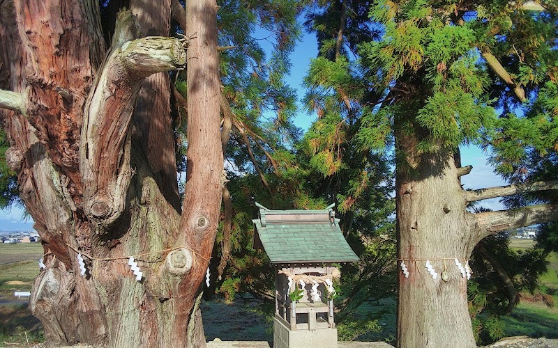 池寺の大杉
