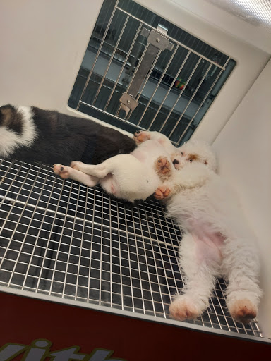 Pet Store «Petland of Plantation», reviews and photos, 801 S University Dr, Plantation, FL 33324, USA