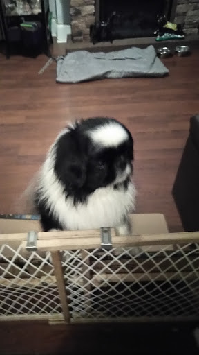 Pet Supply Store «PetSmart», reviews and photos, 2135 NJ-38 Ste B, Cherry Hill, NJ 08002, USA