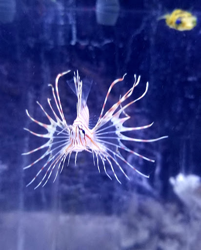 Aquarium «Aquarium In Old Town Inc», reviews and photos, 1001 E Douglas Ave, Wichita, KS 67211, USA