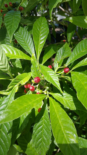 Plant Nursery «Wilcox Nursery», reviews and photos, 12501 Indian Rocks Rd, Largo, FL 33774, USA