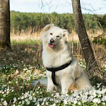 Photo n°1 de l'avis de Florian.e fait le 21/03/2020 à 17:11 sur le  Pizzeria Don Peppino à Roth