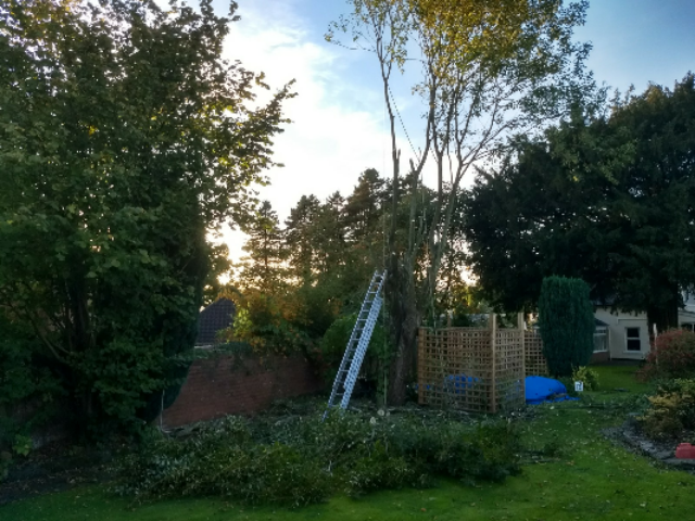 Comments and reviews of Maindee Tree Services