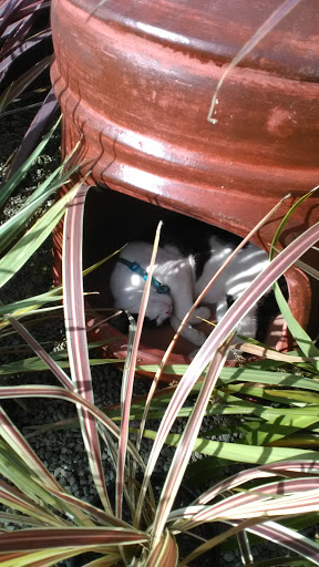 Garden Center «International Garden and Floral Design Center», reviews and photos, 155 N Sepulveda Blvd, El Segundo, CA 90245, USA