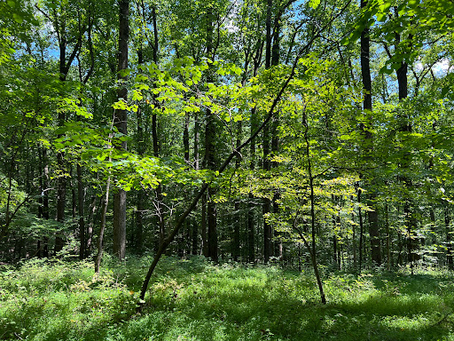 Park «Cromwell Valley Park», reviews and photos, 2002 Cromwell Bridge Rd, Parkville, MD 21234, USA