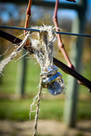 Vineyard «Millner Heritage Vineyard & Winery», reviews and photos, 32025 MN-15, Kimball, MN 55353, USA