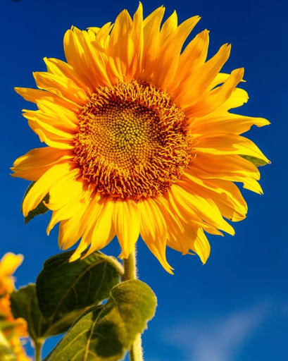 Public Golf Course «Shoreline Golf Links», reviews and photos, 2940 N Shoreline Blvd, Mountain View, CA 94043, USA