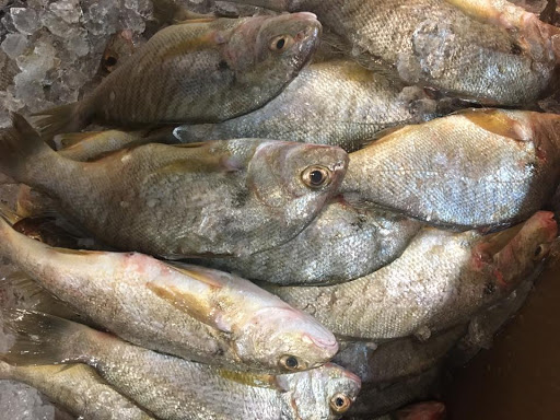 Seafood Market «Seven Seas Seafood Market», reviews and photos, 3476 US-17 BUS, Murrells Inlet, SC 29576, USA