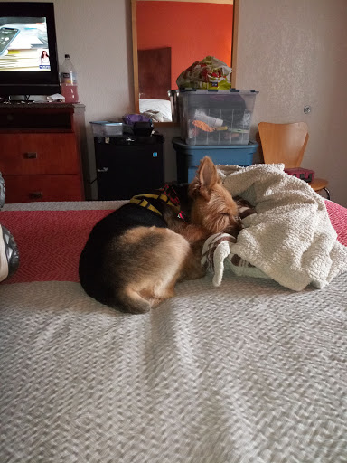 Pet Groomer «Tidy Dog Pet Supply & Salon», reviews and photos, 2612 Lebanon Pike A, Nashville, TN 37214, USA