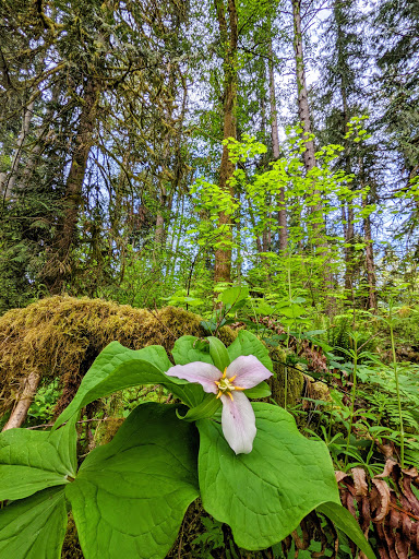 Park «Tualatin Hills Nature Park», reviews and photos, 15655 SW Millikan Way, Beaverton, OR 97006, USA