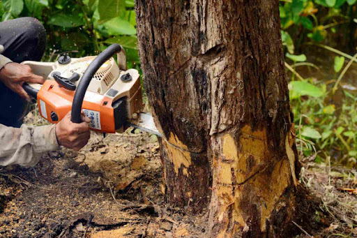 Rich's Tree Trimming, Removal & Disposal - Tree Pruning, Tree Trimming Service, Tree Removal in Stockton CA