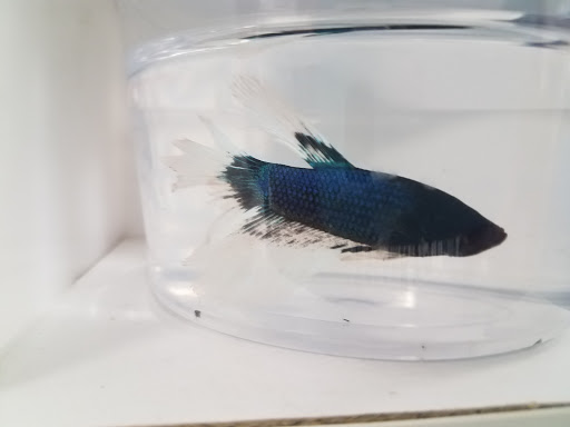 Pet Supply Store «Petco Animal Supplies», reviews and photos, 5027 Monroe St, Toledo, OH 43623, USA