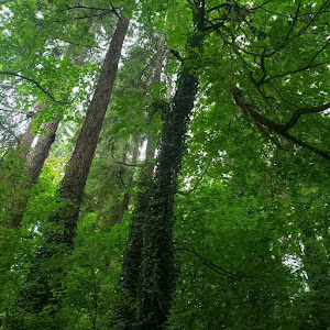 Maddax Woods - review photo