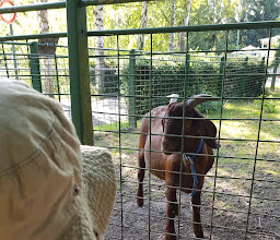 Gaststätte Vogelpark Neureut - der Grieche in Karlsruhe photo