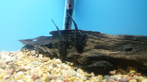Tropical Fish Store «Golden Fish Aquariums», reviews and photos, 7145 W Colfax Ave, Lakewood, CO 80214, USA
