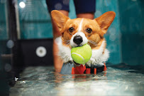Smart Dog Dallas