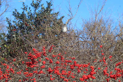 Art Museum «Delaware Art Museum», reviews and photos, 2301 Kentmere Pkwy, Wilmington, DE 19806, USA