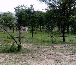 Wildthingz Bush Lodge photo