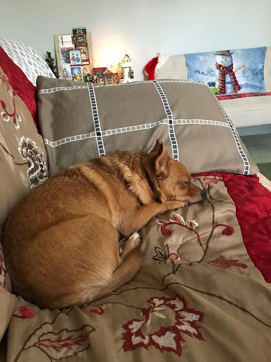 Animal Shelter «KC Pet Project - Main Adoption Center», reviews and photos