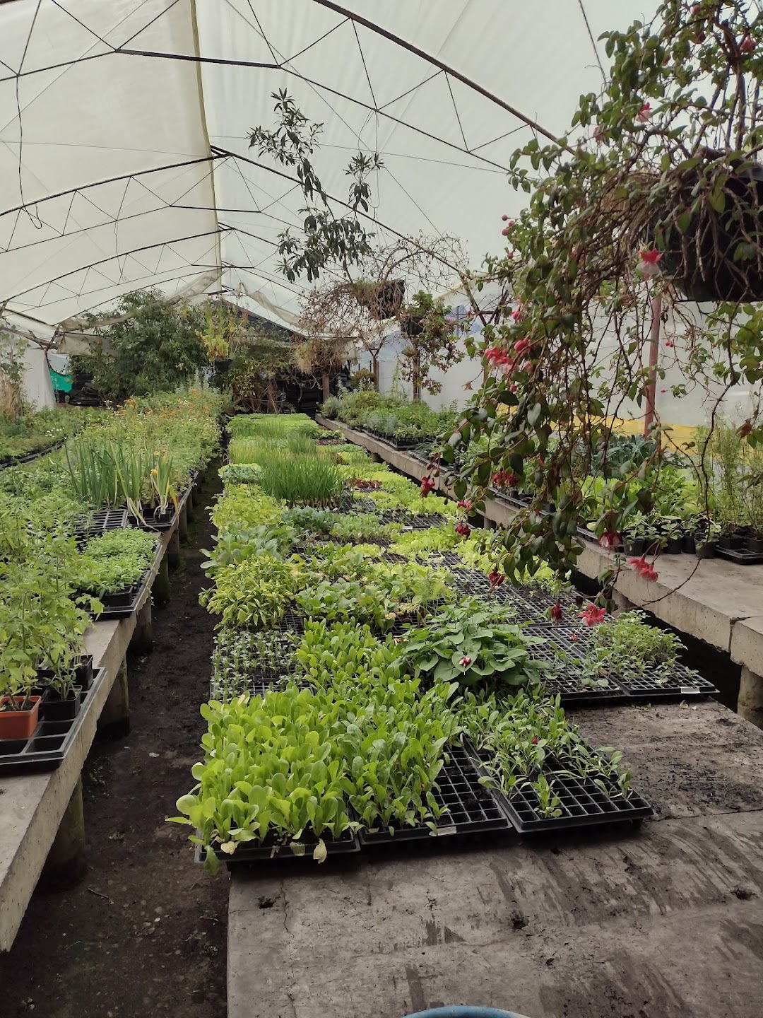 Suamena Plants