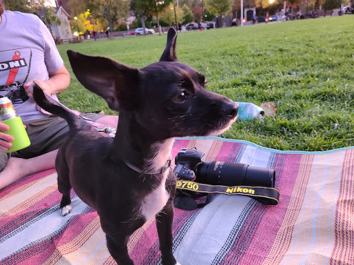 Park «Cambridge Common Park», reviews and photos, Waterhouse St & Massachusetts Ave, Cambridge, MA 02138, USA