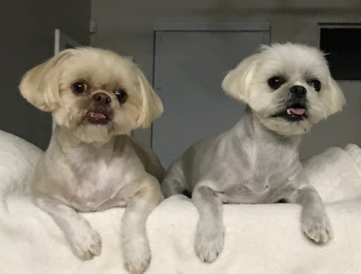 Pet Groomer «ITIG Happy Dog Wash», reviews and photos, 6465 S Chickasaw Trail, Orlando, FL 32829, USA