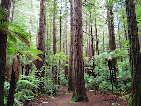 Redwoods – Whakarewarewa Forest