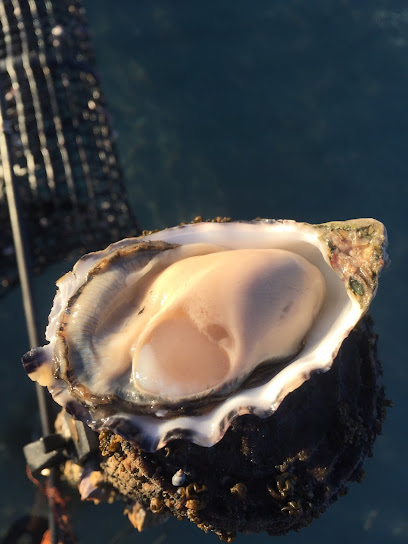 Signature Oysters