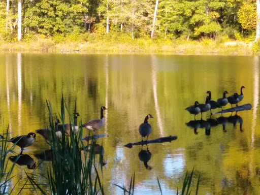 Park «Patawomeck Park», reviews and photos, 25 Chopawamsic Pkwy, Stafford, VA 22554, USA