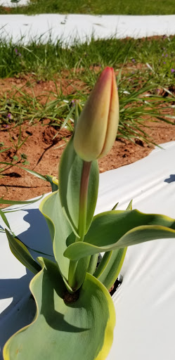 Farm «Jaemor Farms», reviews and photos, 5340 Cornelia Hwy, Alto, GA 30510, USA