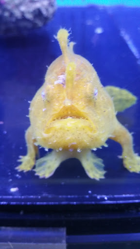 Tropical Fish Store «Richmond Aquarium», reviews and photos, 3645 Speeks Dr, Midlothian, VA 23112, USA